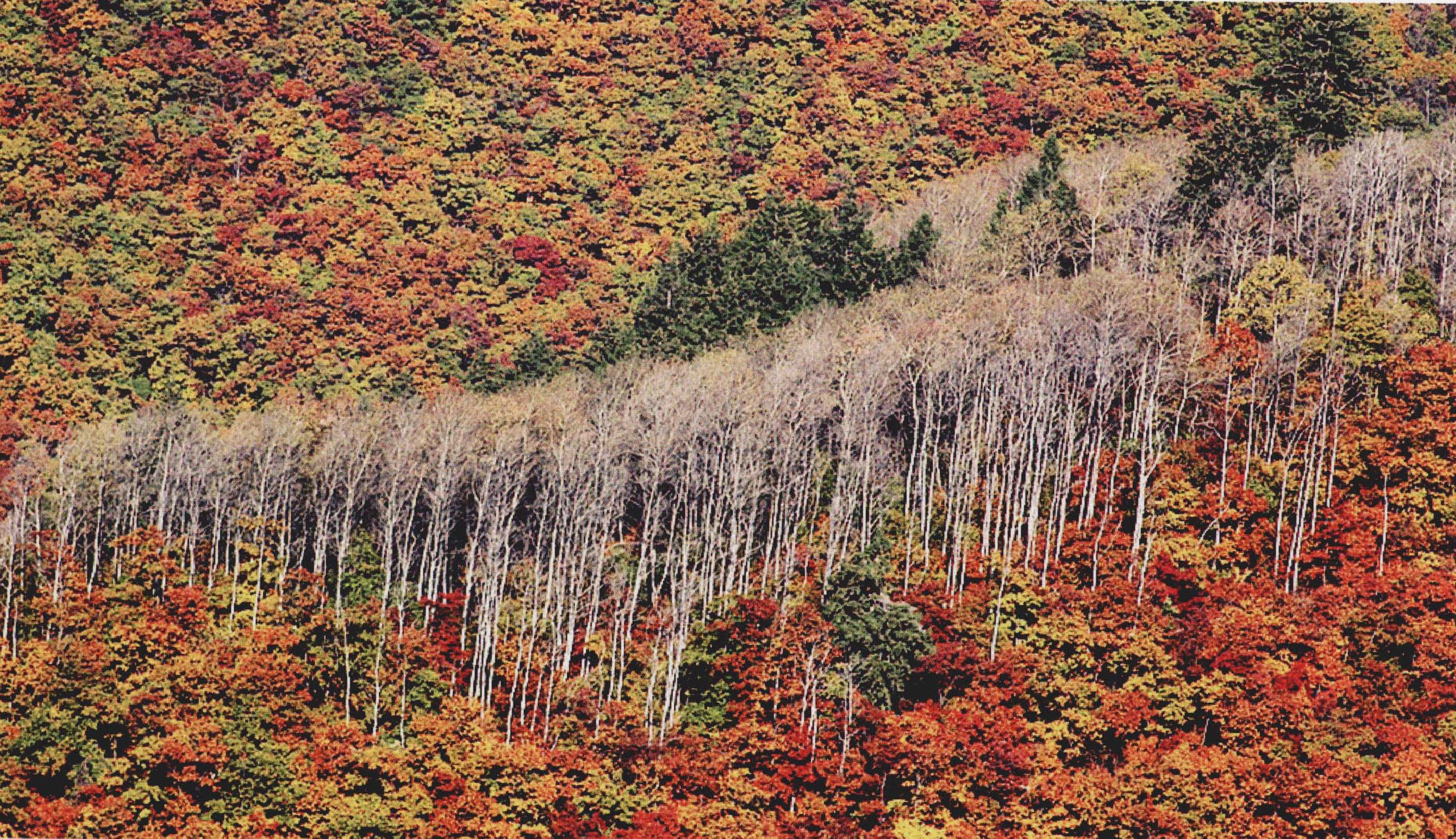 遼東櫟山楊混交林